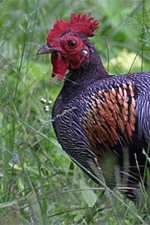 grey junglefowl 